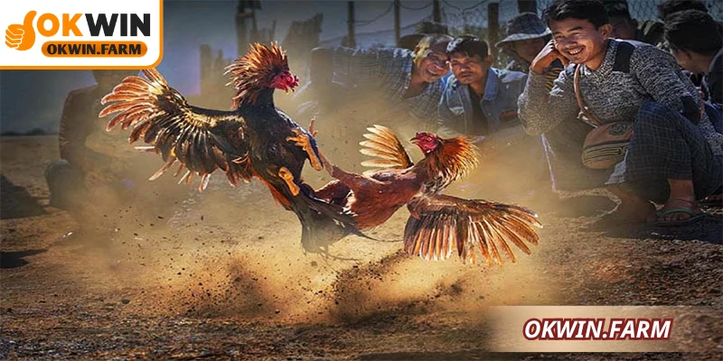 Khám phá đá gà cựa dao: kỹ năng, lịch sử và ứng dụng thực tế