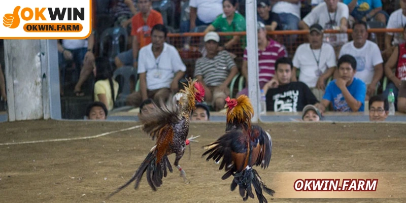 Chú ý trong cách nuôi gà cựa dao