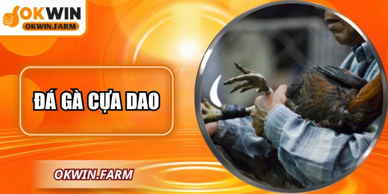 Đá Gà Cựa Dao Tại OKWIN: Kỹ Thuật Và Hướng Dẫn Chọn Gà