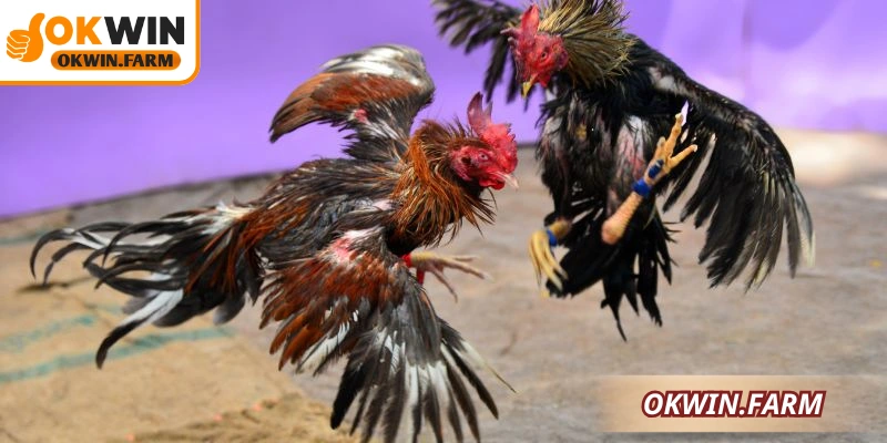 Hướng dẫn áp dụng phương pháp thông minh để đạt kết quả nhanh chóng