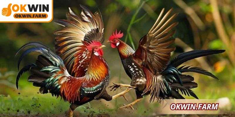 Khám phá lối chơi độc đáo và kỹ thuật tinh tế của đá gà Thomo