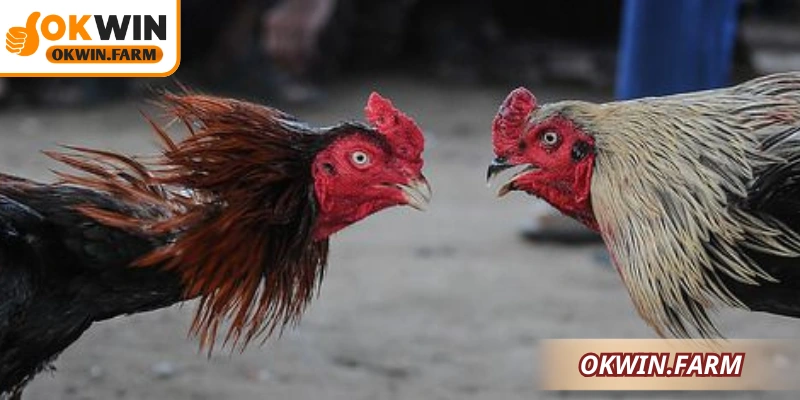 Những điểm quan trọng cần chú ý để nâng cao hiệu quả thực hiện