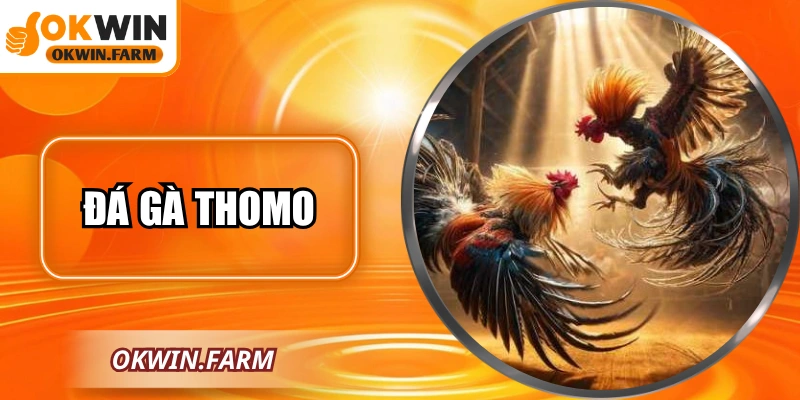 Đá Gà Thomo: Chiến Kê Tinh Tế Tại OKWIN Hấp Dẫn Nhất