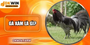Gà Xám Là Gì? Khám Phá Giống Quý Hiếm Duy Nhất Tại OKWIN
