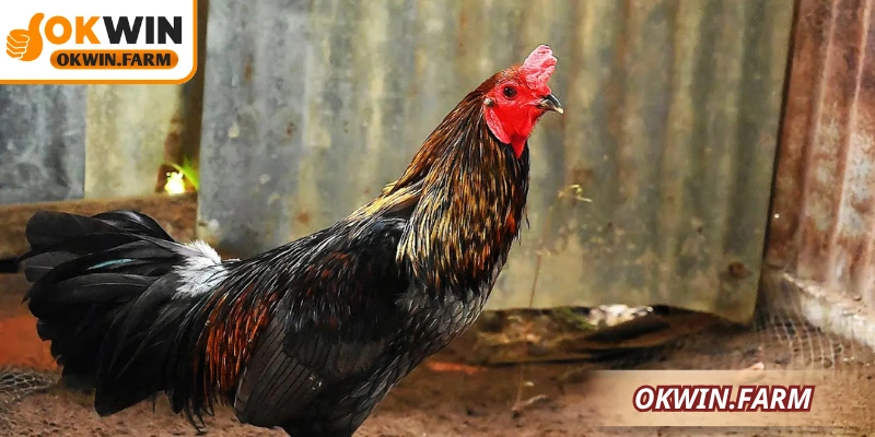 Gà xám là gì? Hướng dẫn chăm sóc, nuôi dưỡng đúng kỹ thuật hiệu quả