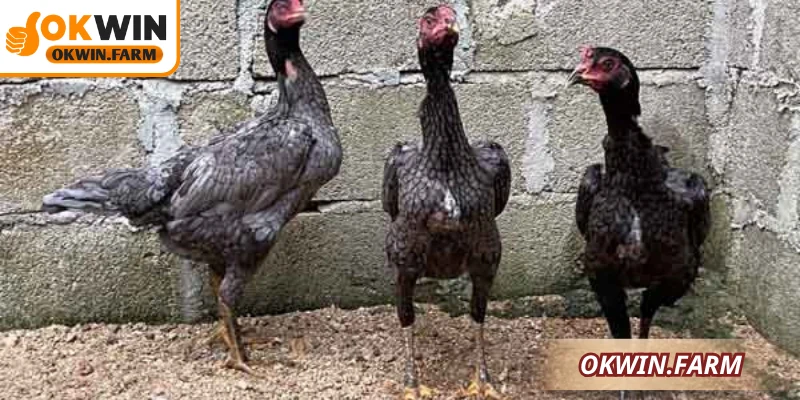 Gà xám là gì? Khám phá đặc điểm quý hiếm nổi bật