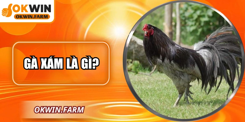 Gà Xám Là Gì? Khám Phá Giống Quý Hiếm Duy Nhất Tại OKWIN