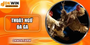 Thuật Ngữ Đá Gà Chi Tiết Từ OKWIN Dành Cho Người Mới