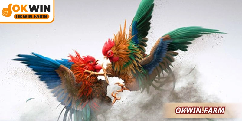 Khái niệm cơ bản cần biết về chiến kê