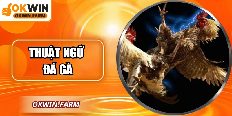 Thuật Ngữ Đá Gà Chi Tiết Từ OKWIN Dành Cho Người Mới